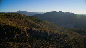 Olivar Tradicional Alta Montaña La Sierra de Segura