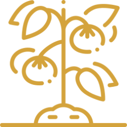 Aroma Tomatera Aceite Oliva Virgen Extran Jaén