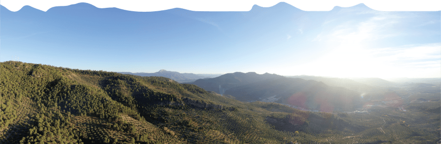 Olivar Tradicional de Alta Montaña